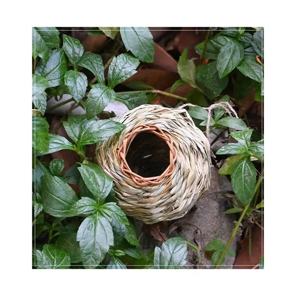 Humming Bird Nest