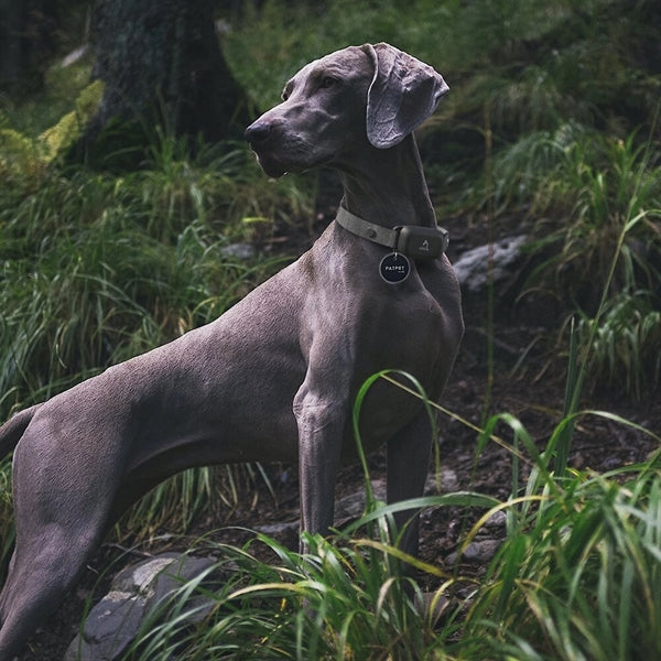 Mr.Tap PET Information Storing NFC Smart Dog & Cat ID Tag