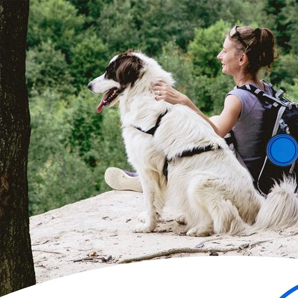 Dog Bowl Pet Collapsible