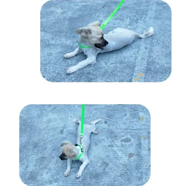 Stretchy Pet Leash w/ Collar
