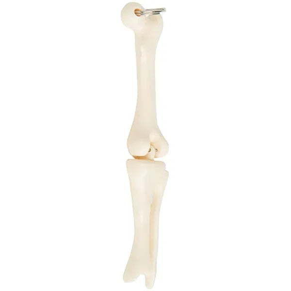 Knee Joint Bone Keyring