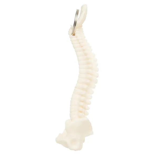 Spine and Pelvis Bone Keyring