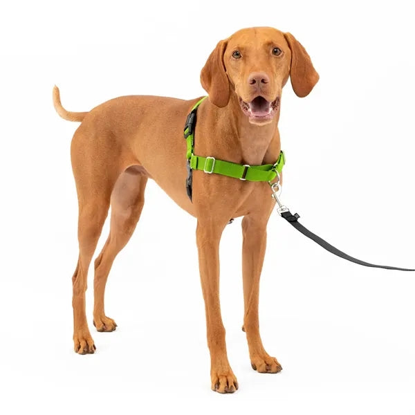Dog Walking Harness