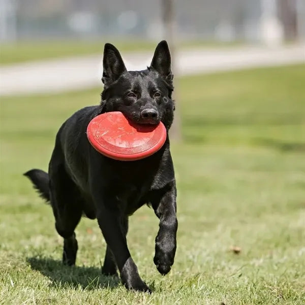 Durable Dog Toy for Outdoor Playtime Flying Disc