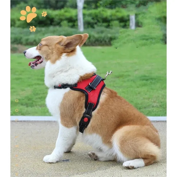 Pet supplies chest harness leash