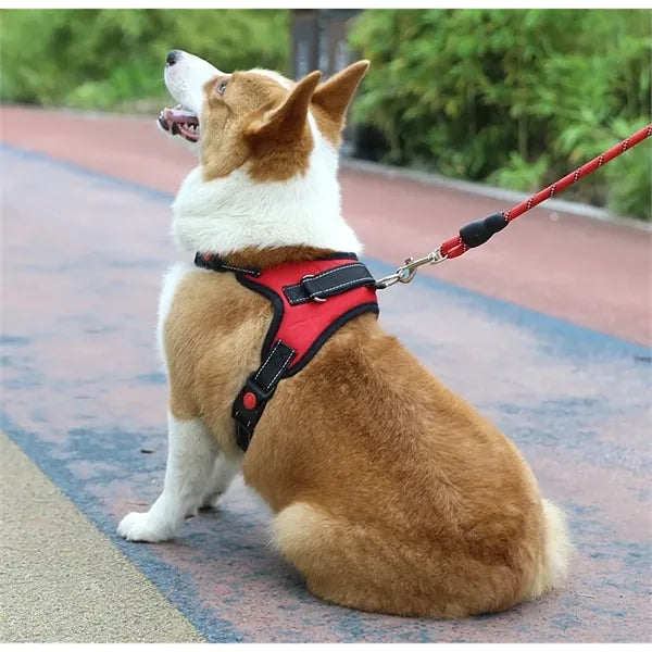Pet supplies chest harness leash