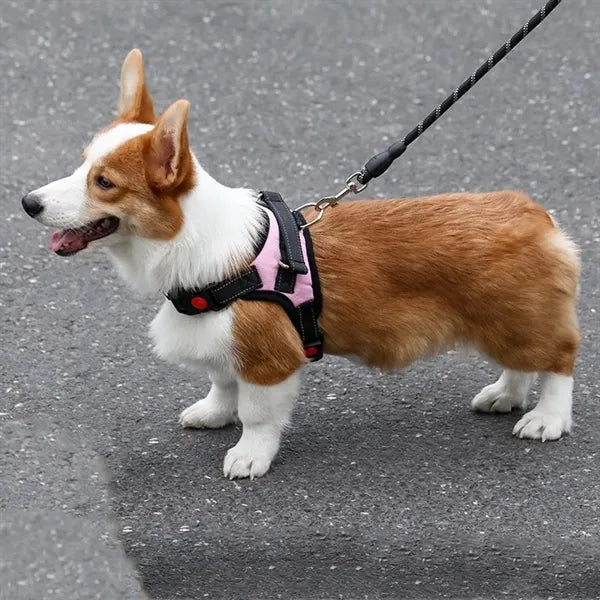 Pet supplies chest harness leash