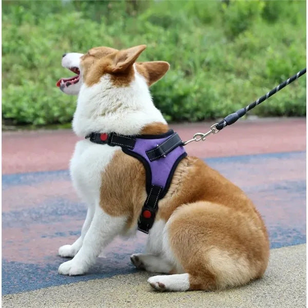 Pet supplies chest harness leash
