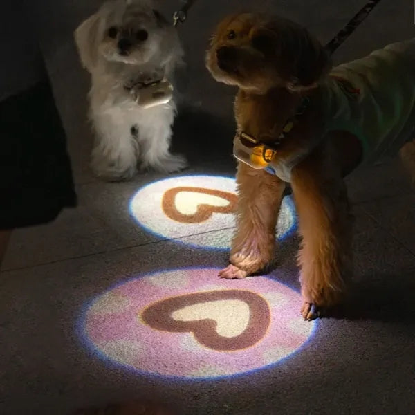LED Dog Collar: Light Projection