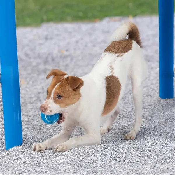 Squeaky Tennis ball for Dog