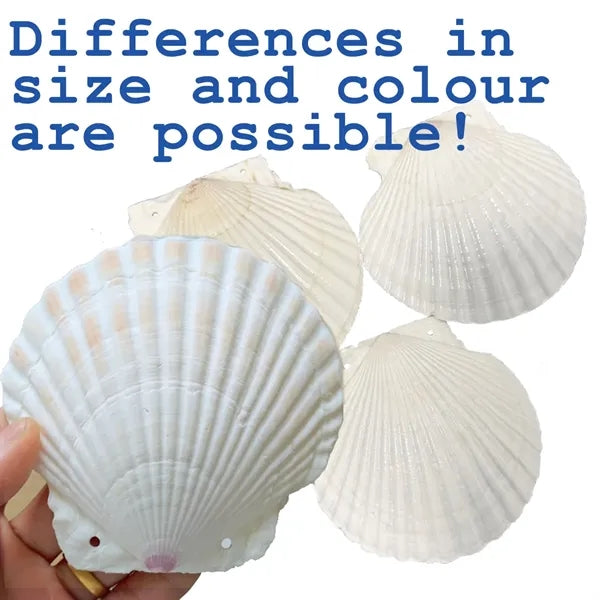 Shell Art Journal