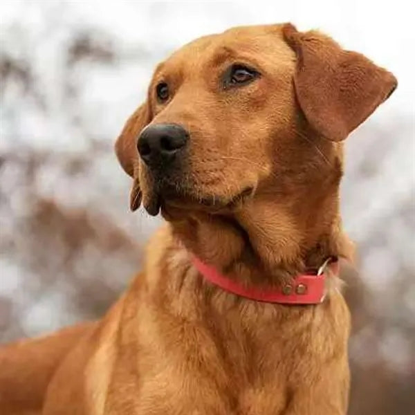Pet Collar with Adjustable Strap and Logo