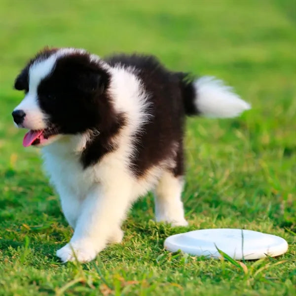 Pet Training Flying Disc