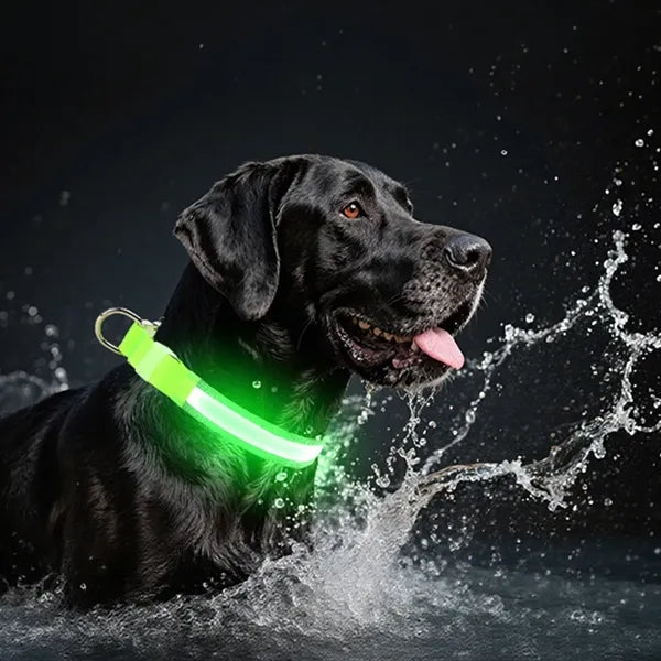 Rechargeable LED Light Up Dog Collar
