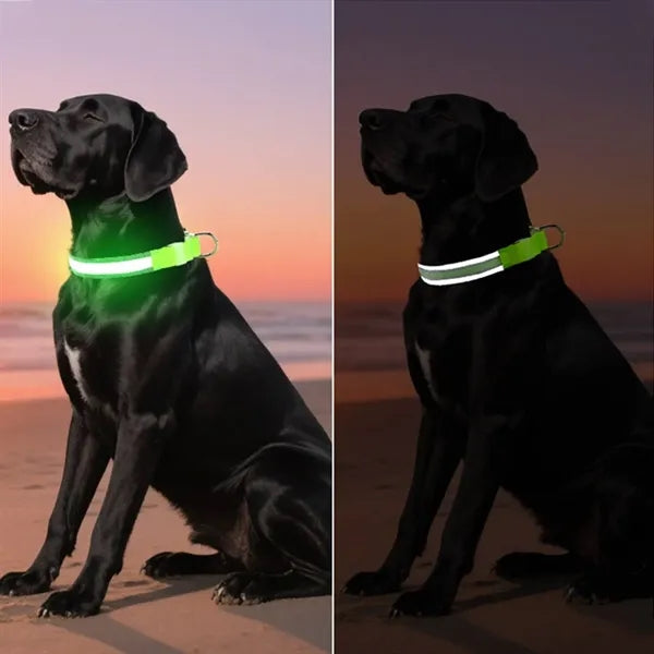Rechargeable LED Light Up Dog Collar