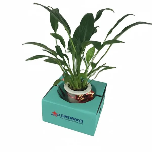Plant Pot Florist Supplies Flower Vase Customised Box