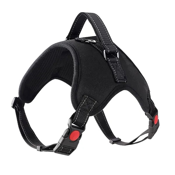 Leash and Pet Harness