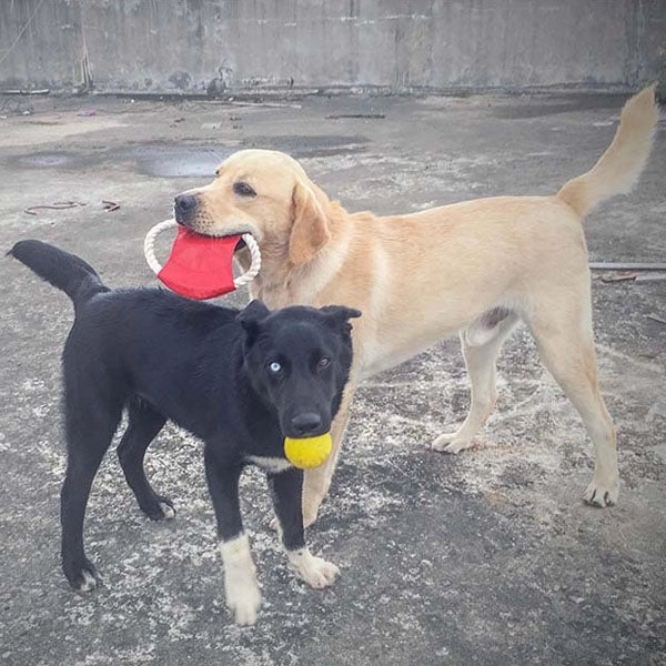 Pet Rope Flyer Toy